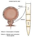 Sympathetic innervation of the bladder.