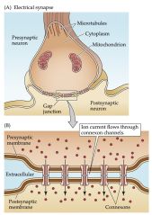 (A) At electrical synapses, gap junctions occur between pre- and postsynaptic membranes. (B) Gap junctions contain con- nexon channels that permit current to flow passively from the presynaptic cell to the postsynaptic cell.