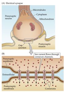 (A) At electrical synapses, gap junctions occur between pre- and postsynaptic membranes. (B) Gap junctions contain connexon channels that permit current to flow passively from the presynaptic cell to the postsynaptic cell.