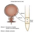 Parasympathetic innervation of the bladder.