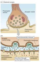 (C) At chemical synapses, there is no intercellular continuity, and thus no direct flow of current from pre- to postsynaptic cell. (D) Synaptic current flows across the postsynaptic membrane only in response to the secretion of neurotransmitters, which open or close postsynaptic ion channels after binding to receptor molecules on the postsynaptic membrane.