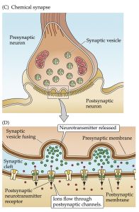 (C) At chemical synapses, there is no intercellular continuity, and thus no direct flow of current from pre- to postsynaptic cell. (D) Synaptic current flows across the postsynaptic membrane only in response to the secretion of neurotransmitters, which open or close postsynaptic ion channels after binding to receptor molecules on the postsynaptic membrane.